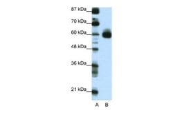 CBF1-interacting corepressor Antibody, Novus Biologicals 100 &mu;L; Unconjugated:Antibodies,